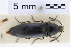 Foto (Dorsalansicht) von Melanotus graecus (Platia & Schimmel, 1993) (NHMW-ZOO-COL-0007713)